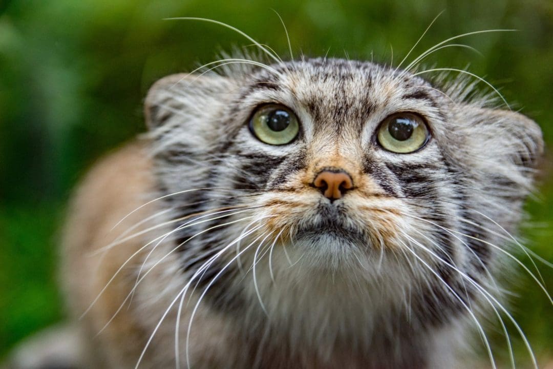 A close of view of a cat's face.